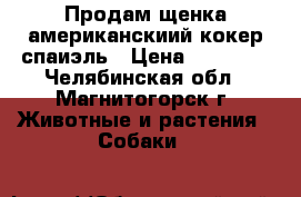 Продам щенка американскиий кокер спаиэль › Цена ­ 20 000 - Челябинская обл., Магнитогорск г. Животные и растения » Собаки   